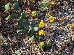 Abronia latifolia, photograph author not stated, no rights reserved