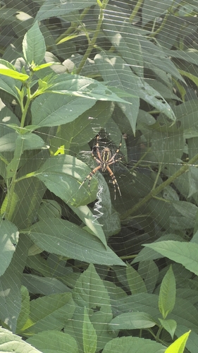 Wasp Spider