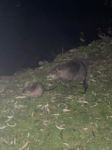 Coypu
