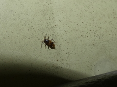 Eustictus