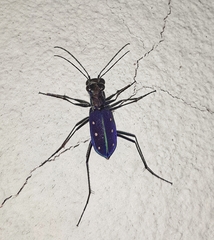 Cicindela flavomaculata