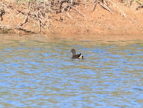 Eurasian Moorhen