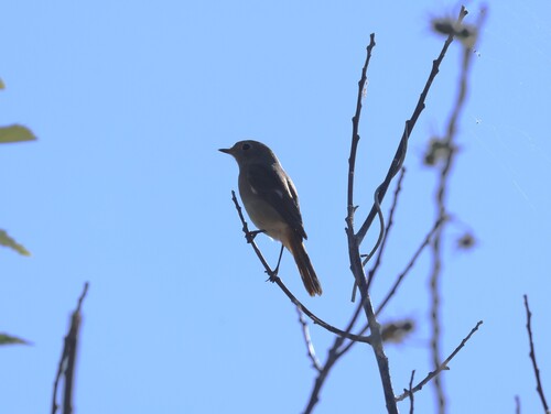 Daurian Redstart
