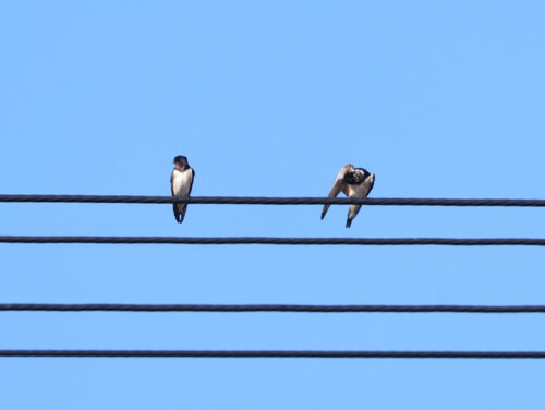 Barn Swallow