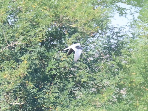 Black-winged Kite