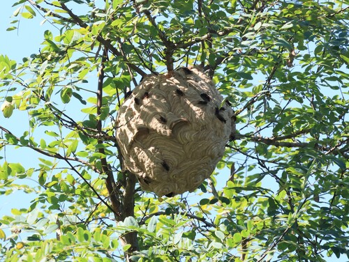 Yellow-legged Hornet