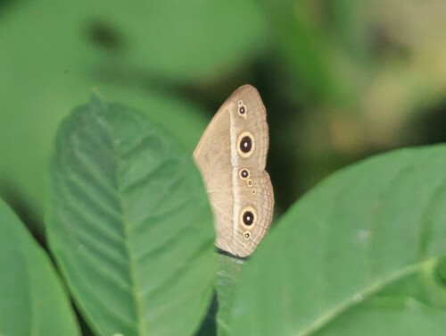 Chinese Bushbrown
