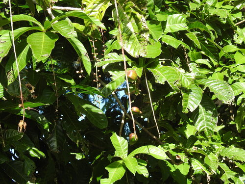 Barringtonia racemosa observed 2026-09-23