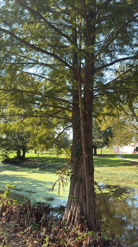 baldcypress