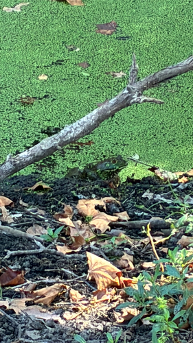 American Bullfrog
