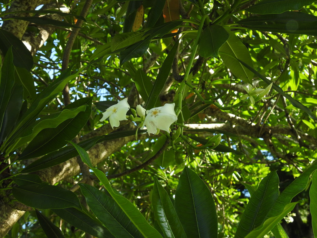 Cerbera odollam; photograph (c) Gabriel, some rights reserved (CC BY)