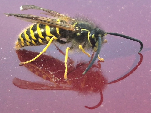 American Yellowjacket