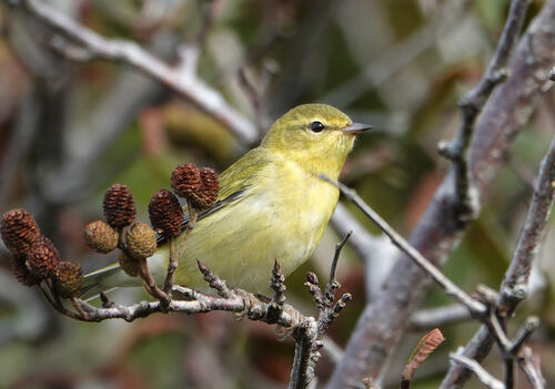 Tennessee Warbler