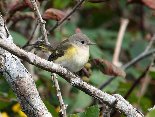 American Redstart