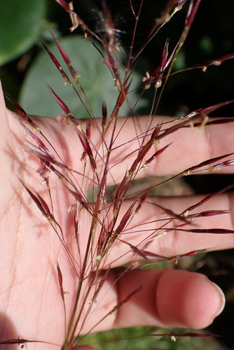 Chrysopogon aciculatus, photograph 2