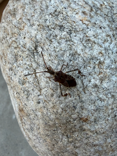 Western Conifer Seed Bug