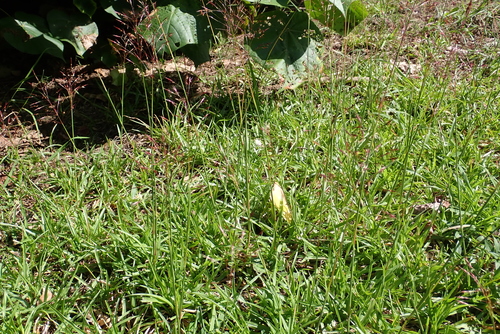 Chrysopogon aciculatus, photograph 1