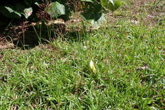 Chrysopogon aciculatus, photograph (c) Gabriel, some rights reserved (CC BY)