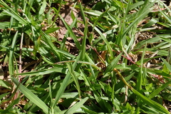 Chrysopogon aciculatus