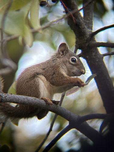 American Red Squirrel