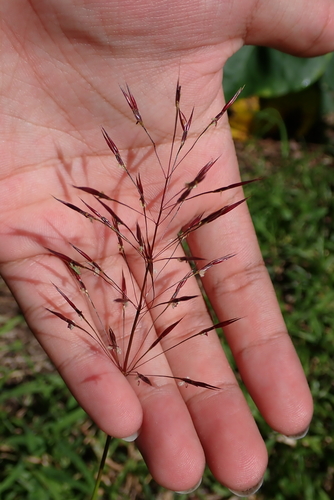 Chrysopogon aciculatus, photograph 3
