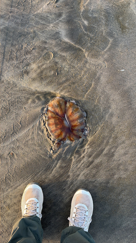 Northern Sea Nettle