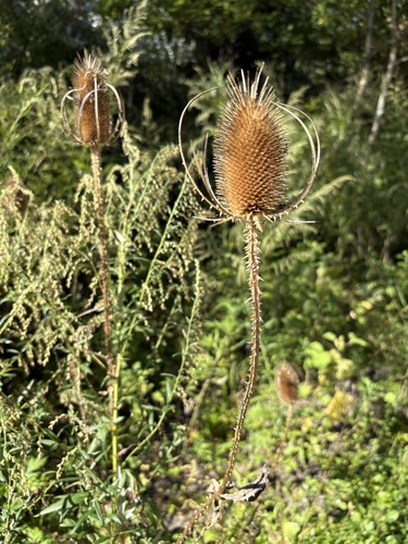 wild teasel