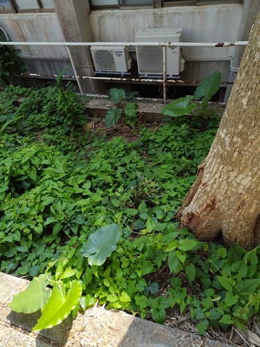 Asian Taro