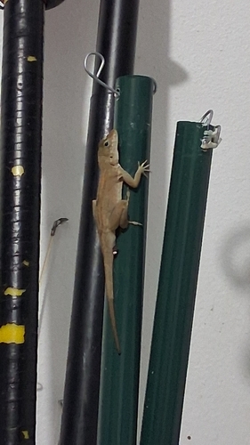 Crested Anole