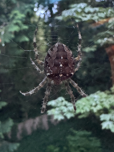 Cross Orbweaver