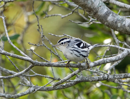 Black-and-white Warbler