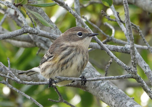 Yellow-rumped Warbler