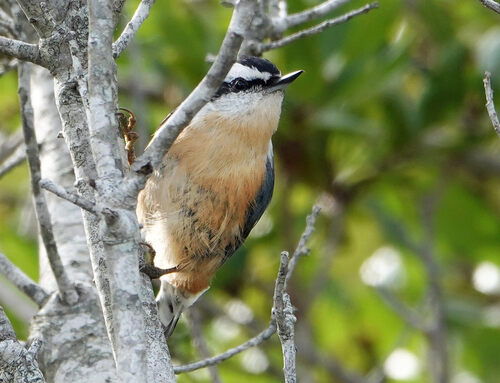 Red-breasted Nuthatch