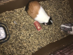 Cavia