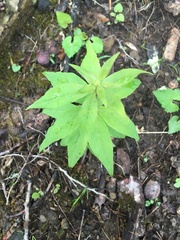Lysimachia quadrifolia