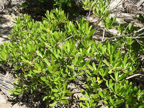 Lumnitzera littorea, photograph 6