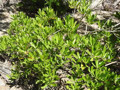Lumnitzera littorea, photograph (c) Gabriel, some rights reserved (CC BY)