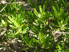 Lumnitzera littorea, photograph (c) Gabriel, some rights reserved (CC BY)