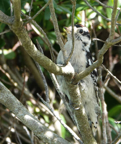 Downy Woodpecker