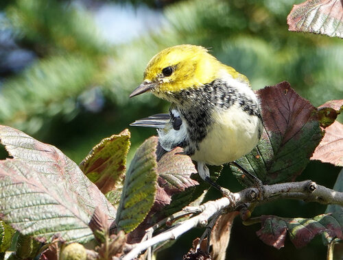Black-throated Green Warbler