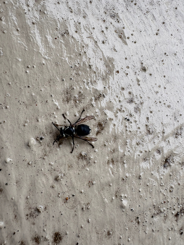 Bald-faced Hornet
