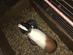 Cavia