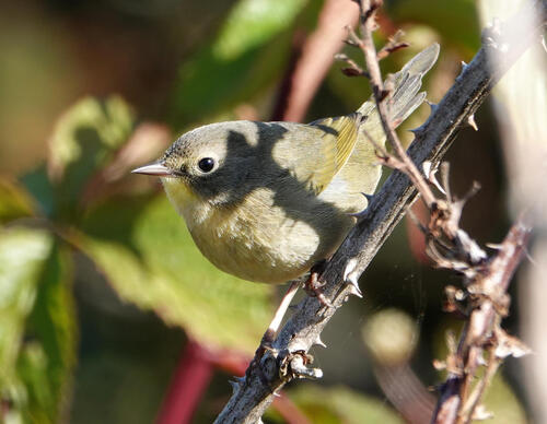 Common Yellowthroat
