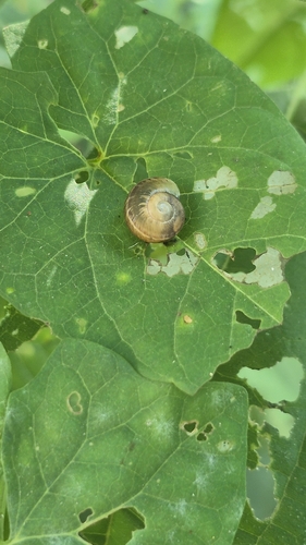 Caucasotachea leucoranea