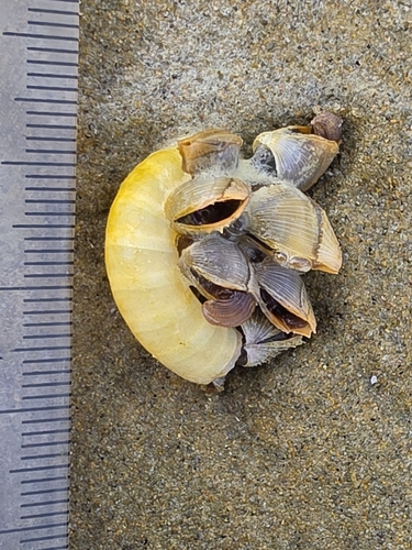 Lepas pectinata observed 2026-09-20