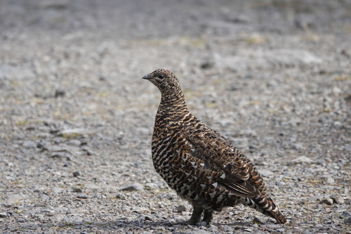 Spruce Grouse