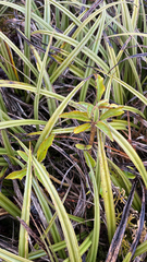 Brachyglottis elaeagnifolia, photograph (c) Tim Park, some rights reserved (CC BY)
