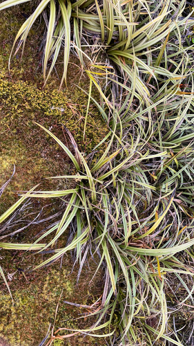 Astelia nervosa, photograph 2