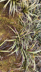 Astelia nervosa, photograph (c) Tim Park, some rights reserved (CC BY)