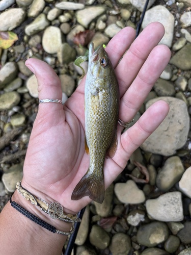 Smallmouth Bass